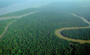 Amazon Forest Aerial View